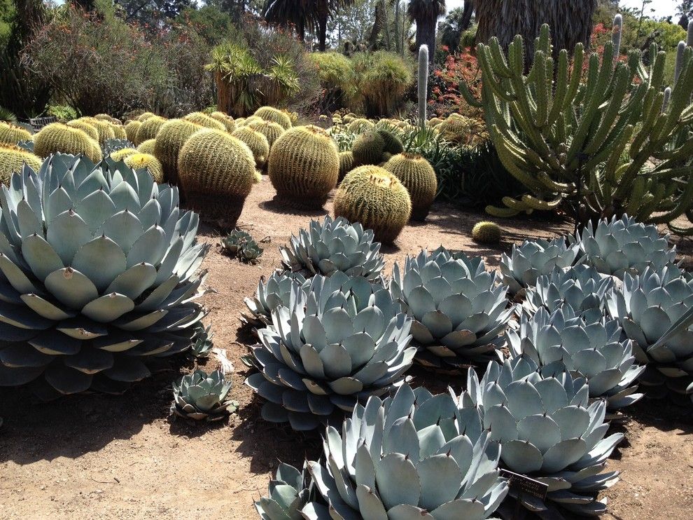 A1 Mulch for a Southwestern Landscape with a Southwestern and Huntington Desert Garden by Annie Thornton