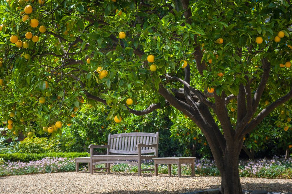A1 Mulch for a Traditional Landscape with a Flowers and Under the Orange Tree by Terra Ferma Landscapes