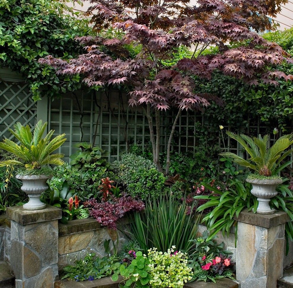 Beautiful Backyards for a Eclectic Landscape with a Japanese Maple and Formal in Noe Valley by Terra Rubina