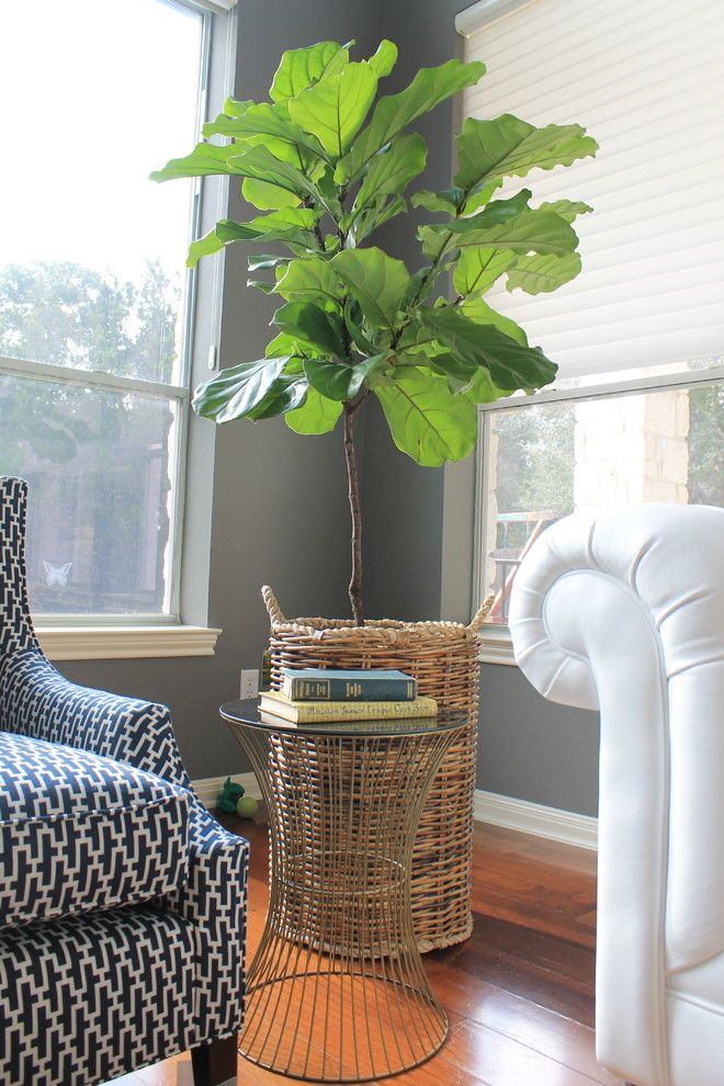 Chinese Pistachio Tree for a Contemporary Spaces with a Fiddle Leaf Fig Tree and Funderburg by Dana Frieling Interiors