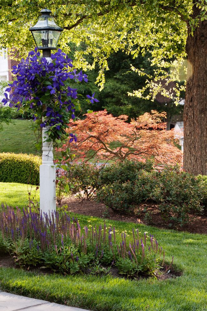 Chinese Pistachio Tree for a Traditional Landscape with a Small Tree and Landscape Elements by D & a Dunlevy Landscapers, Inc.