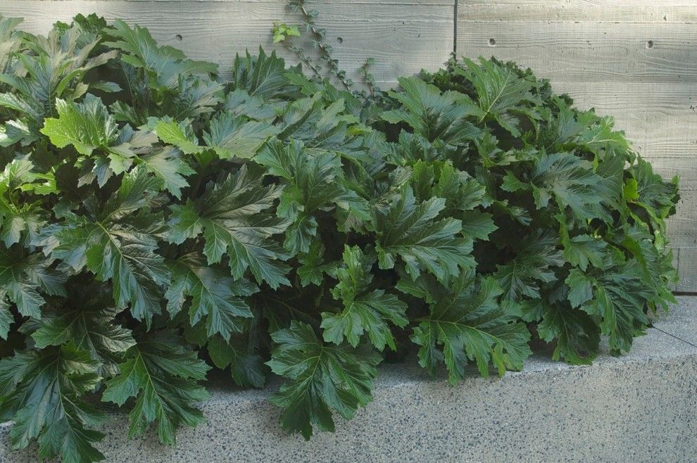 Corinthian Column for a  Landscape with a Foliage and Acanthus Mollis, at the Getty Villa, Ca by Cyan Horticulture