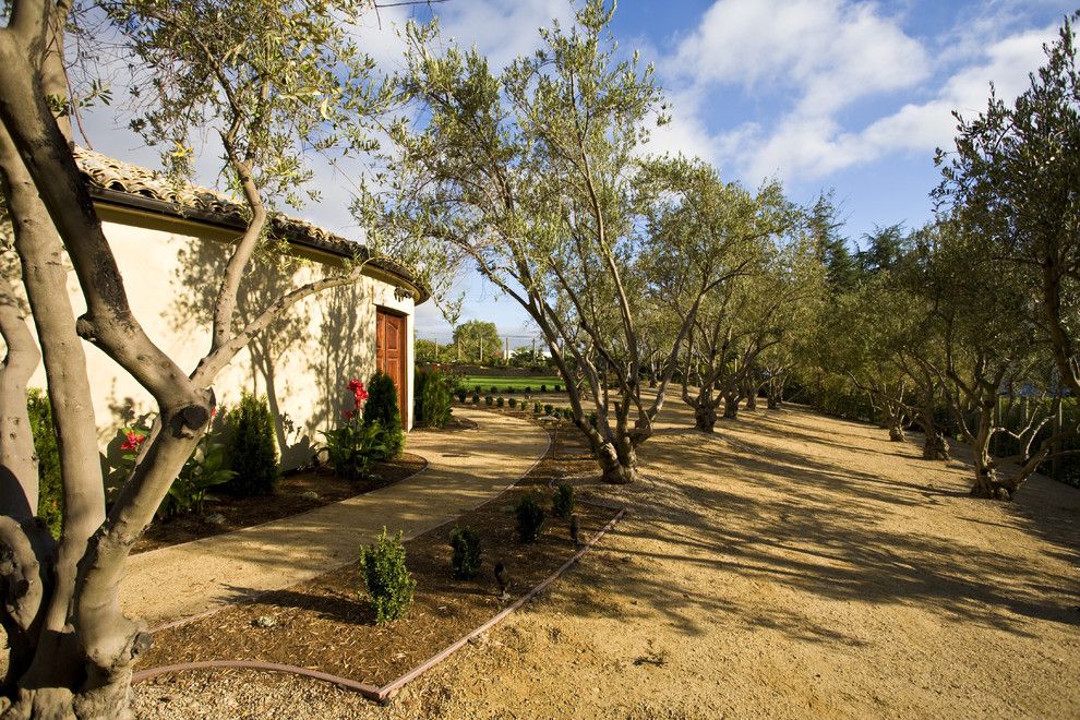 Decomposed Granite for a Mediterranean Landscape with a Olive Trees and Los Gatos Mediterranean Custom Home by Conrado   Home Builders