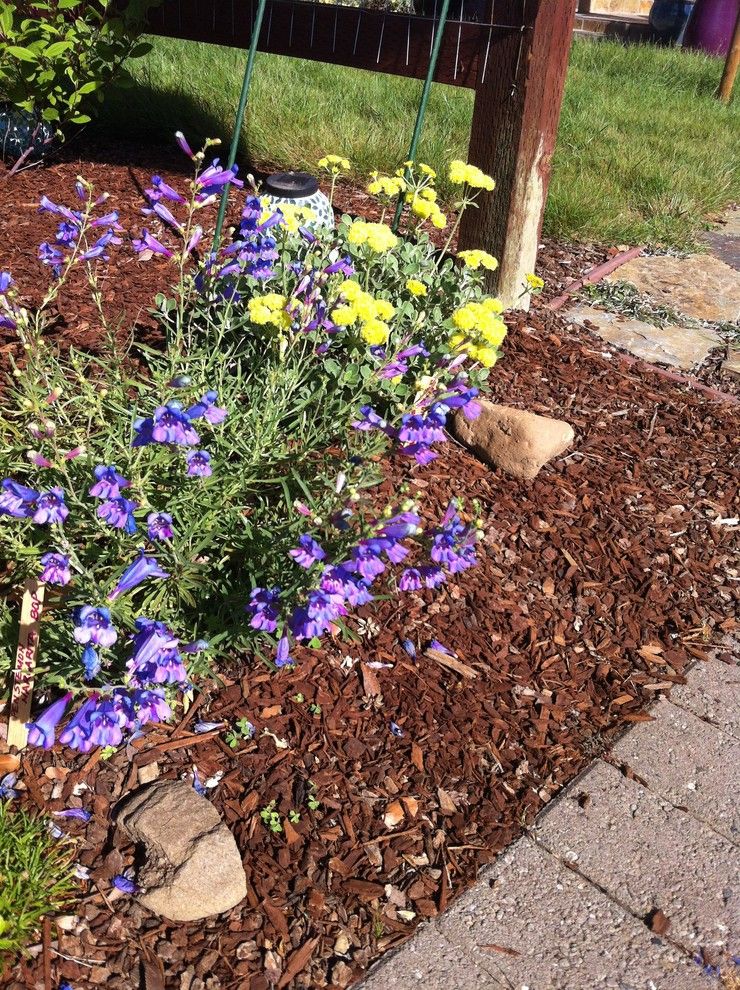 Delta Bluegrass for a Contemporary Spaces with a Native Bent Grass Sod and Native Garden on the Cnps Garden Tour by Kl Designs Residential Landscape Planning Llc