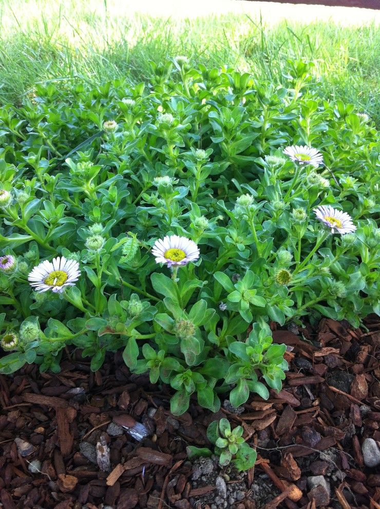 Delta Bluegrass for a Contemporary Spaces with a Native Plants and Native Garden on the Cnps Garden Tour by Kl Designs Residential Landscape Planning Llc