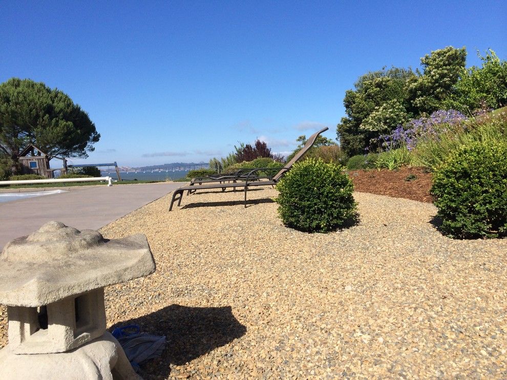 Delta Bluegrass for a  Landscape with a Corte Madera and Corte Madera Pool Renovation by the Land Collaborative