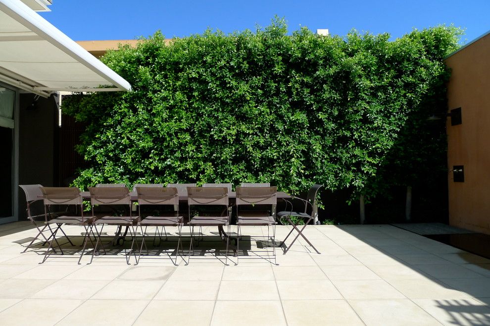 Ficus Nitida for a Contemporary Patio with a Ficus and Clean and Simple by Verdigris