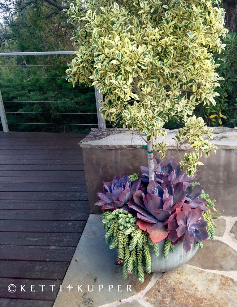 Ficus Nitida for a Eclectic Landscape with a Reclaimed Wood Fence and Ficus Planter with Echiveria Afterglow by Ketti Kupper Conscious Life Design