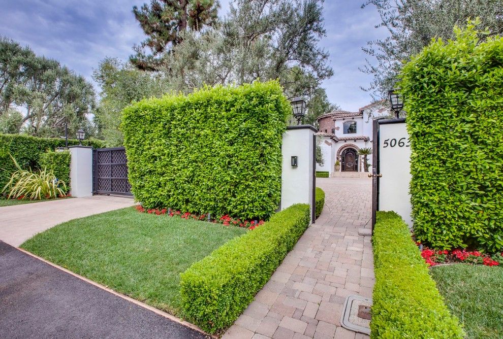 Ficus Nitida for a Mediterranean Landscape with a Entry and Encino Landscape Design Project by Luke Gibson Photography