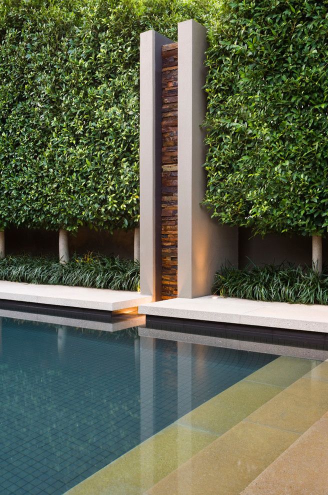 Ficus Nitida for a Modern Pool with a Anston Paving Stones and Modern Pool by Anston.com.au