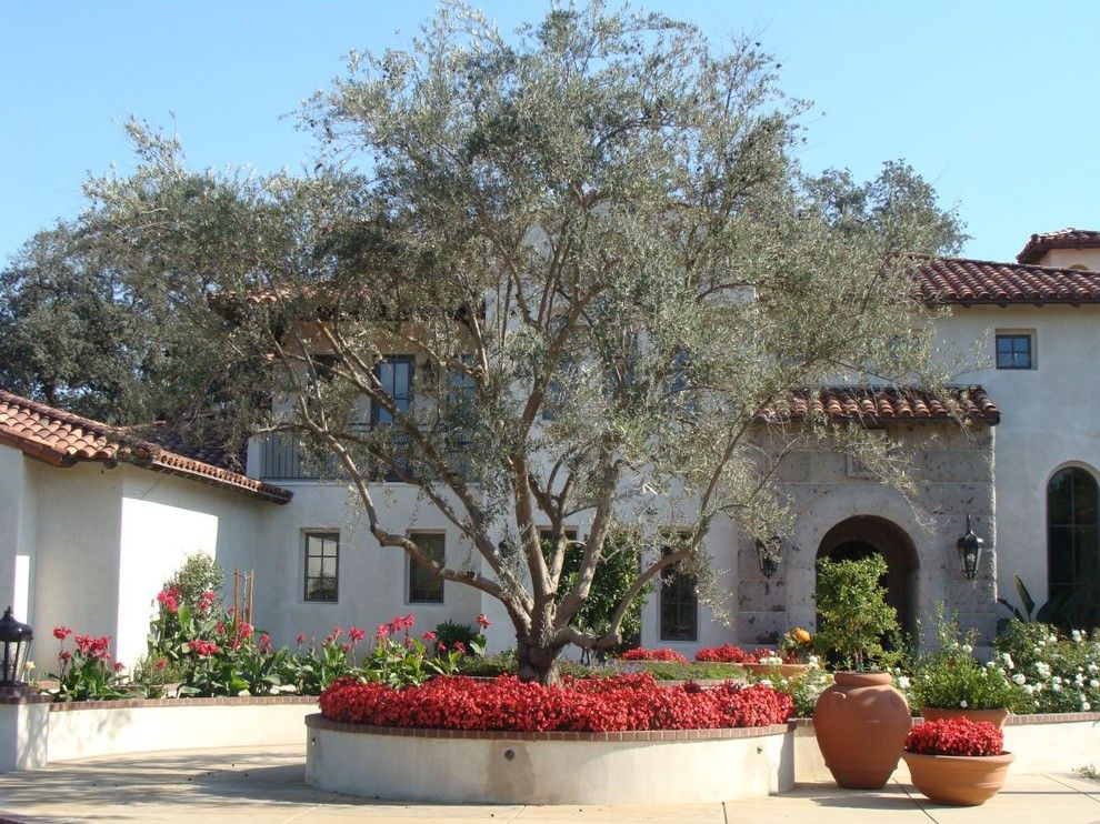 Fruit Basket Flowerland for a Mediterranean Landscape with a Archway and Field Grown Olive   Visalia, Ca by Pacific West Tree Company