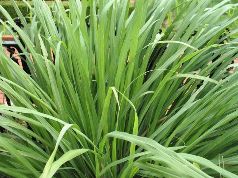 Getting Rid of Mosquitoes for a Traditional Landscape with a Traditional and Lemon Grass by Missouri Botanical Garden