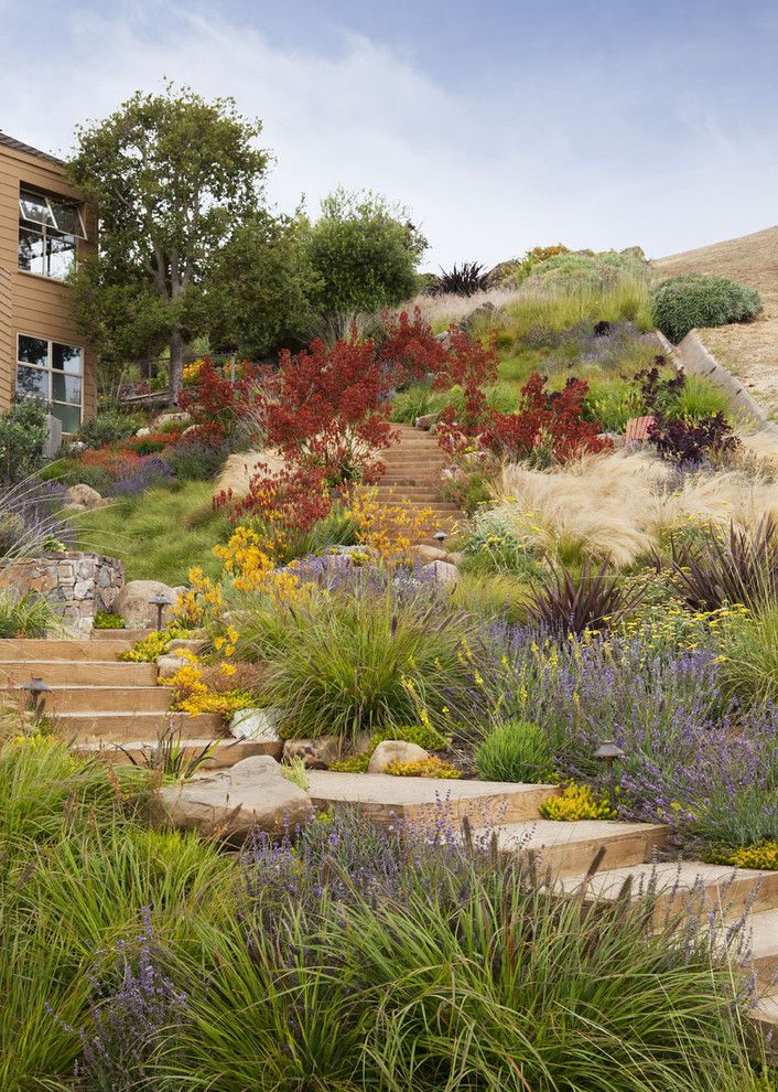 Hillside Landscaping for a Beach Style Landscape with a Carex Pansa and Tiburon Hillside by Arterra Landscape Architects