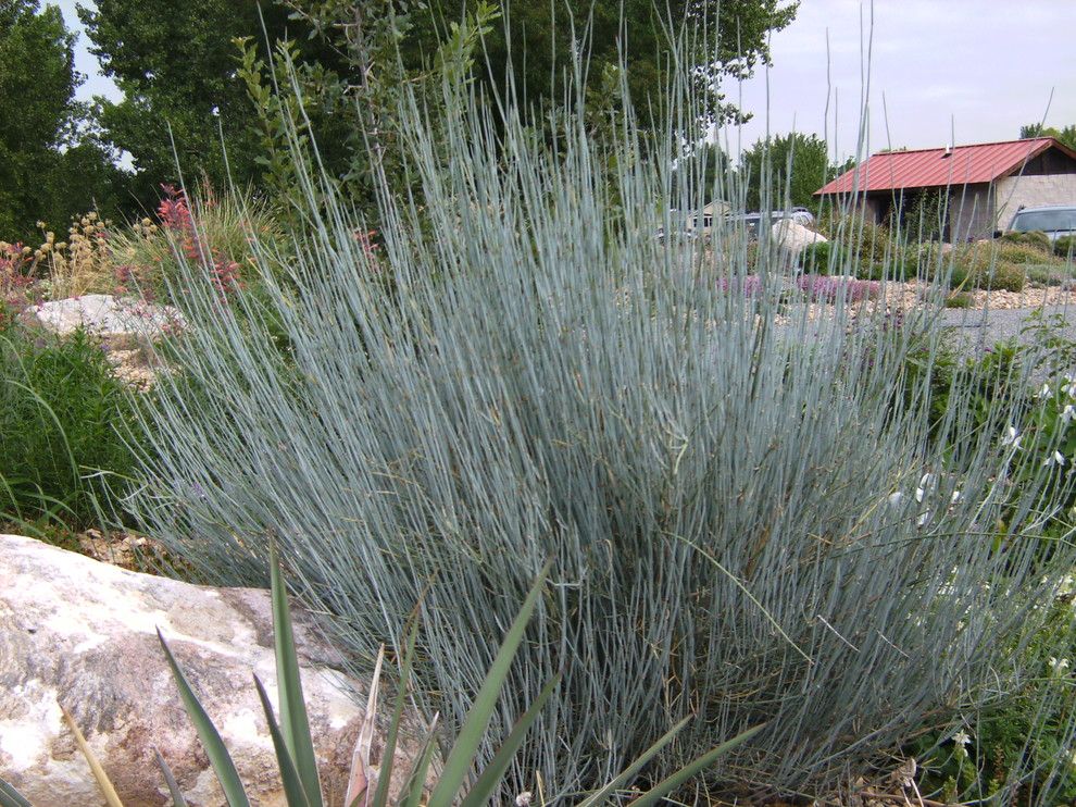 Hollyhock House for a Contemporary Landscape with a Bluestem Joint Fir and Bluestem Joint Fir (Ephedra Equisetina) by Jocelyn H. Chilvers