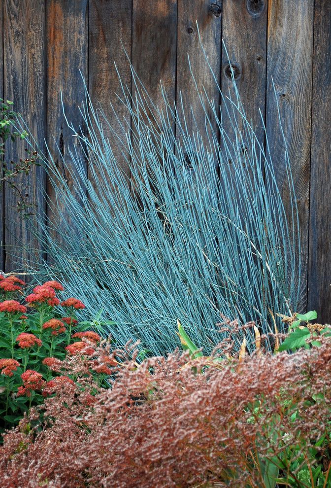 Hollyhock House for a Contemporary Landscape with a Evergreen and Bluestem Joint Fir (Ephedra Equisetina) by Jocelyn H. Chilvers