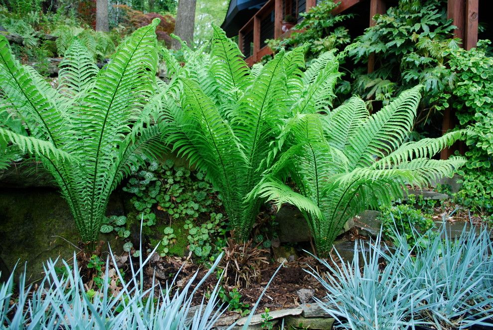 How to Grow Strawberries for a Eclectic Spaces with a Ferns and Ostrich Fern with Blue Dune Lyme Grass. by Jay Sifford Garden Design