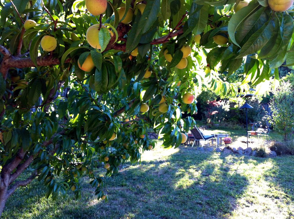 How to Grow Strawberries for a  Landscape with a Fruit Tree and Elberta White Peach Tree by Sheila Schmitz