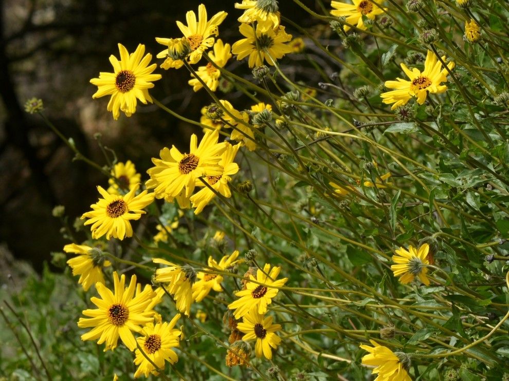 How to Grow Sunflowers for a  Landscape with a  and Bush Sunflower by Treebeard