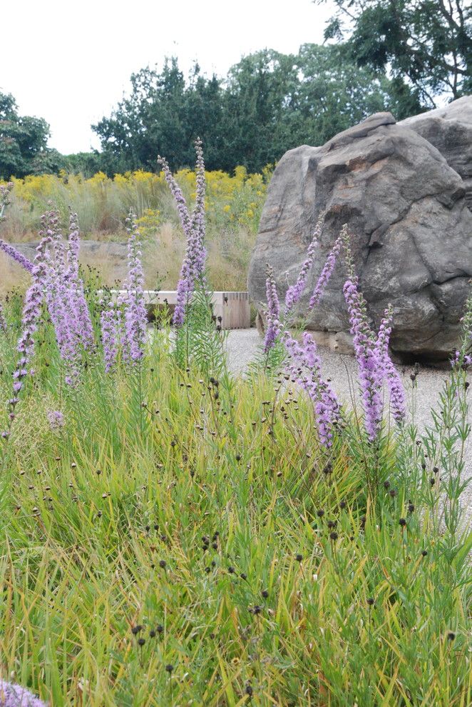 How to Grow Sunflowers for a  Landscape with a Boulders and Garden Tour   Exploring Natives at the New York Botanical Garden by Paintbox Garden