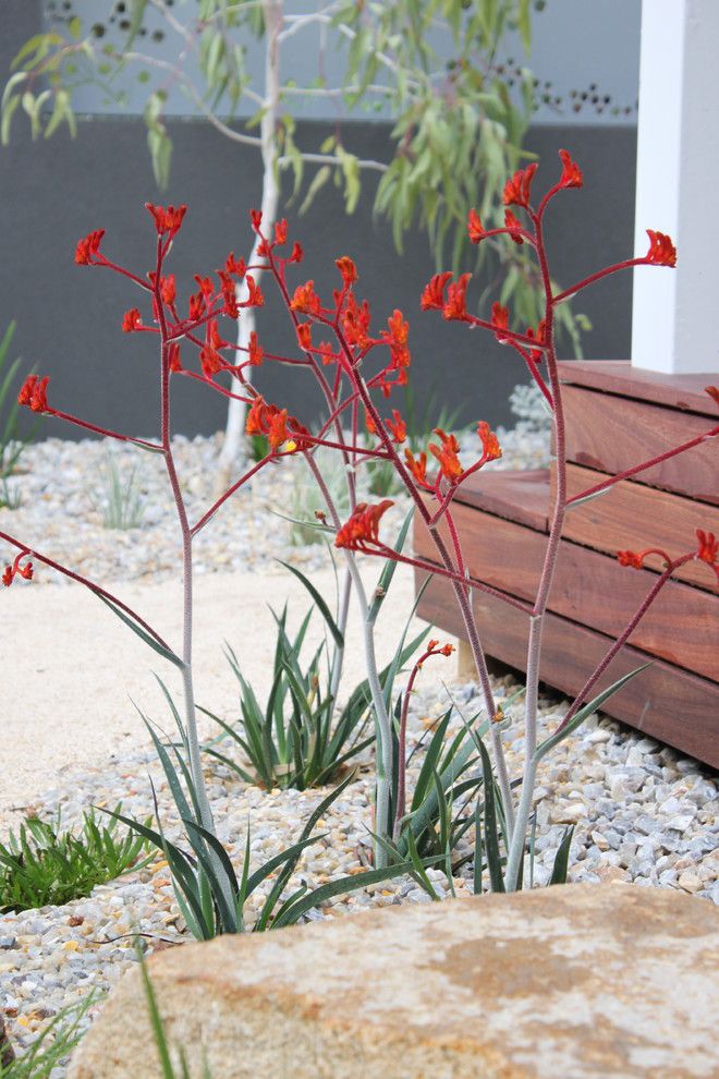 Kangaroo Paw Plant for a Beach Style Spaces with a Laser Cut Screens and Coastal Garden  Kangaroo Paws by Wild About Gardens