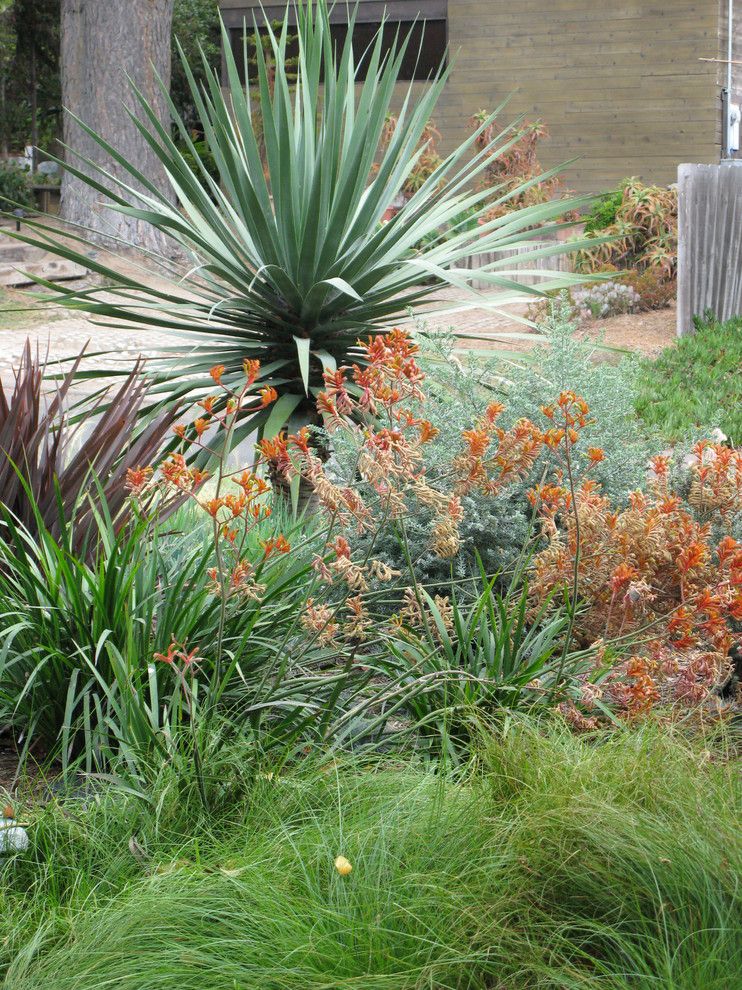 Kangaroo Paw Plant for a Mediterranean Landscape with a Succulents and Debora Carl Landscape Design by Debora Carl Landscape Design