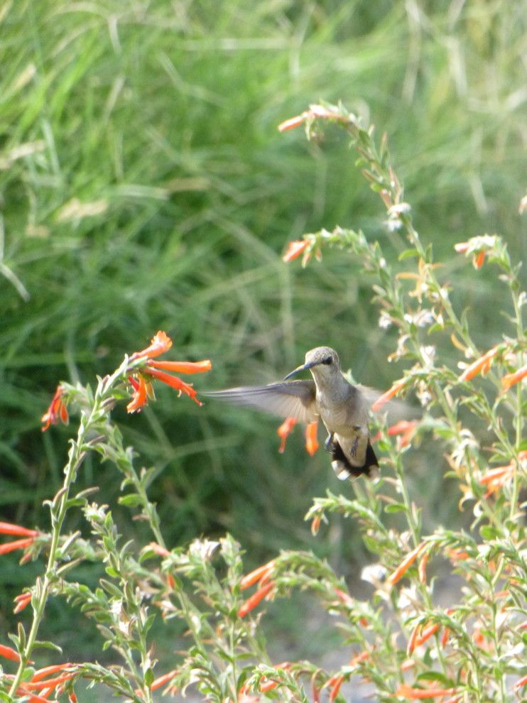 Lowes Albuquerque for a Eclectic Landscape with a Attracts Hummingbirds and Valley Backyard by Waterwise Landscapes Incorporated