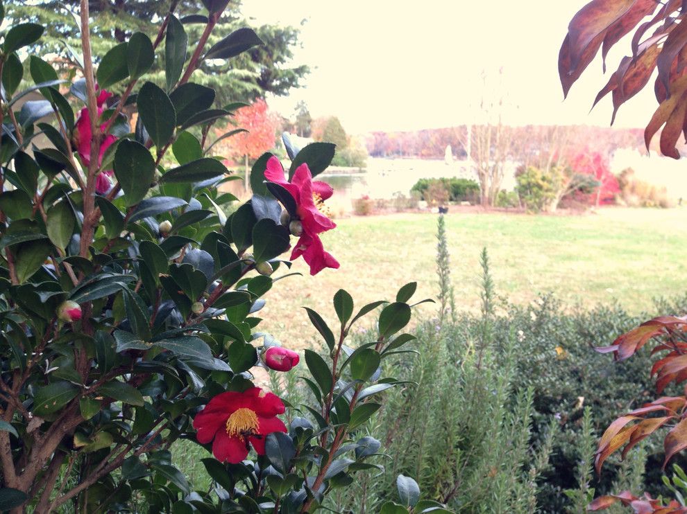 Lowes Charlottesville for a Contemporary Landscape with a Lake Home and Lake Near Fredericksburg, Va:  Plant&sustain for Clean Water by Gentle Gardener Green Design