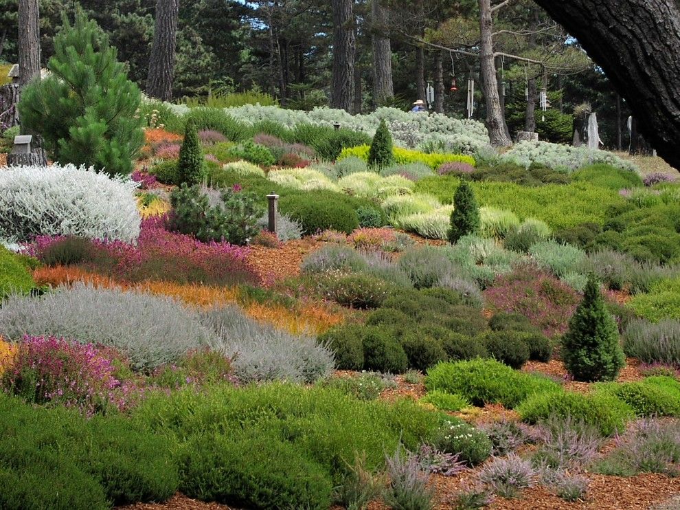 Lowes Chino Hills for a Contemporary Landscape with a Slope and Gualala Sea Side Heather Garden by Derviss Design