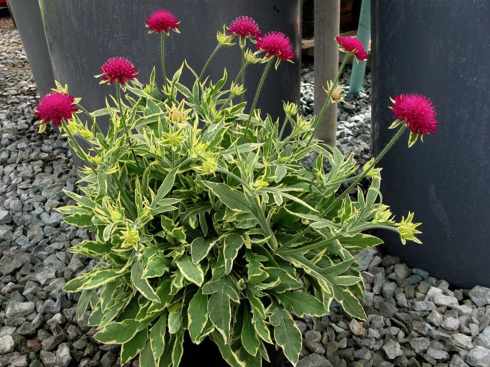 Lowes Colorado Springs for a Contemporary Landscape with a Contemporary and Knautia ‘Thunder and Lightning’ by Skagit Gardens