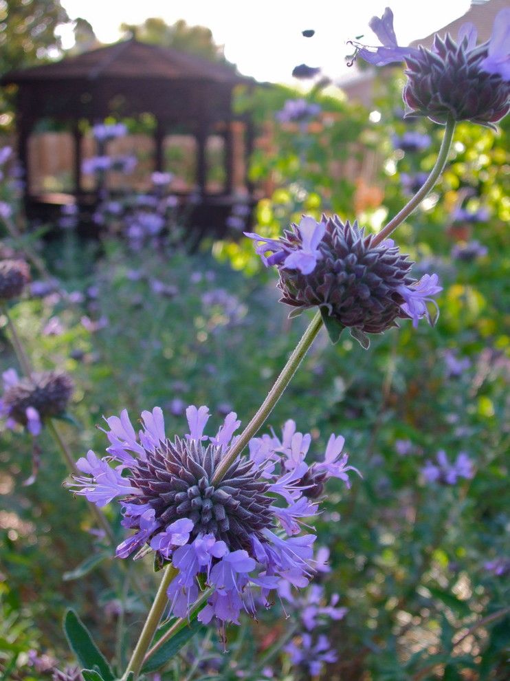 Lowes Colorado Springs for a Eclectic Landscape with a San Rafael Designer and Cleveland Sage by Edger Landscape Design