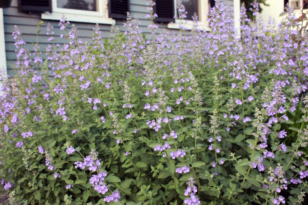 Lowes Colorado Springs for a  Landscape with a  and 'Walker's Low' Catmint (Nepeta X Faasenii 'Walker's Low') by Andrew Keys