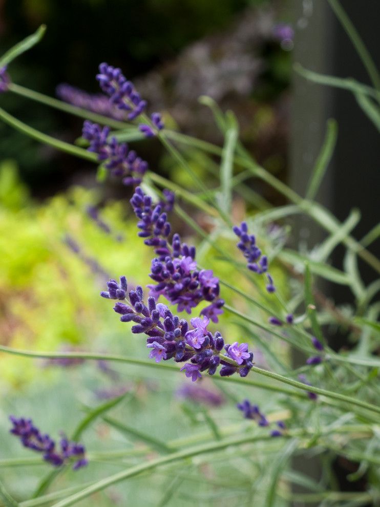 Lowes Colorado Springs for a  Landscape with a Hidcote Lavender and Great Plant Combinations by Le Jardinet