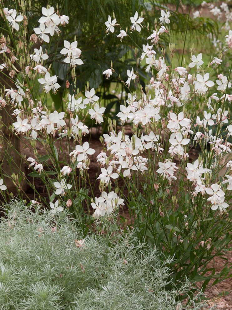 Lowes Colorado Springs for a Traditional Landscape with a White and Great Plant Combinations by Le Jardinet