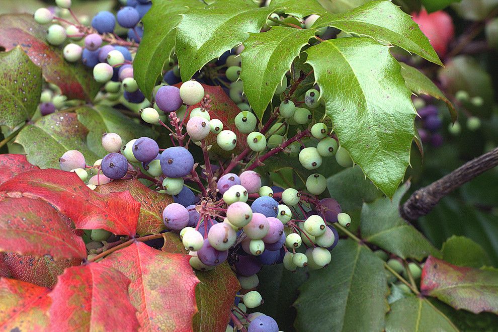 Lowes Crossville Tn for a  Landscape with a Wildlife Habitat and Mahonia Aquifolium by Flickr.com