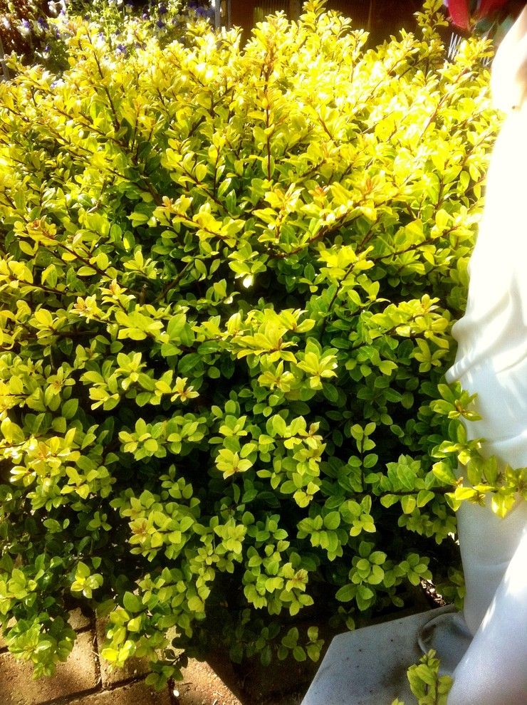 Lowes Gadsden Al for a Traditional Landscape with a Traditional and Ilex Crenata 'Golden Gem' by Frank Organ