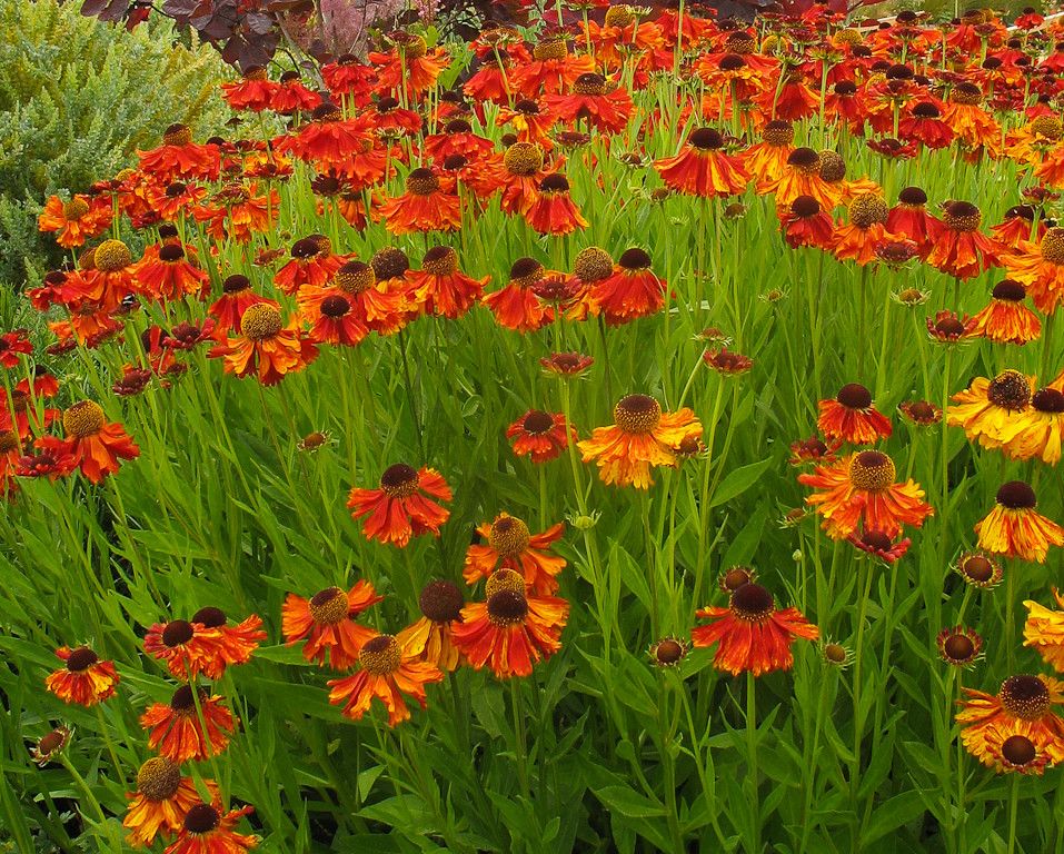 Lowes Hot Springs Ar for a Traditional Landscape with a Helenium Mardi Gras Helens Flower and Great Plant Combinations by Le Jardinet