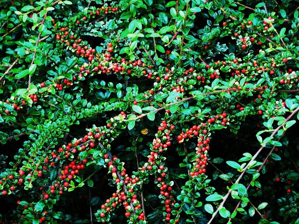 Lowes Raynham Ma for a Traditional Landscape with a Red Berries and Rock Cotoneaster by Commons.wikimedia.org