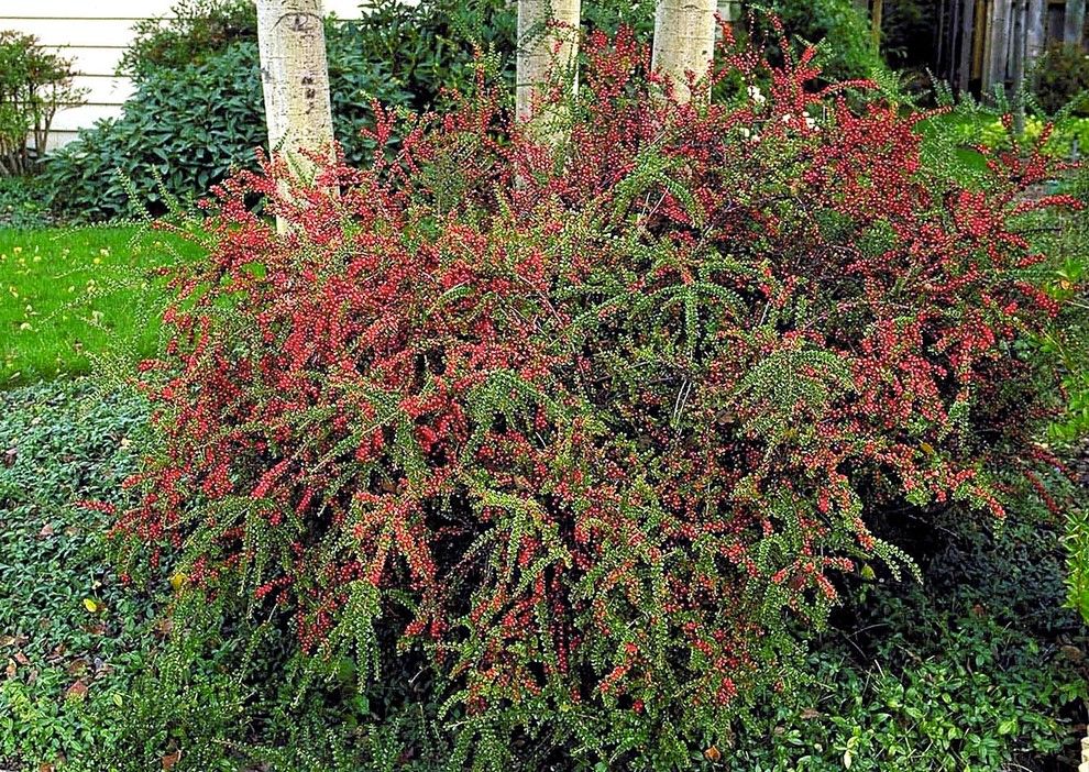 Lowes Round Rock for a Traditional Landscape with a Cotoneaster Horizontalis Perpusillus and Prostrate Rock Cotoneaster by Monrovia