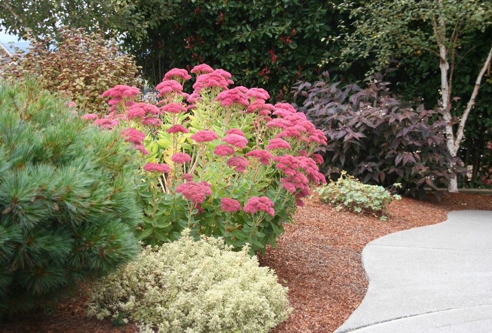 Lowes Sioux Falls for a  Spaces with a  and Sedum 'Autumn Joy' by Genevieve Schmidt