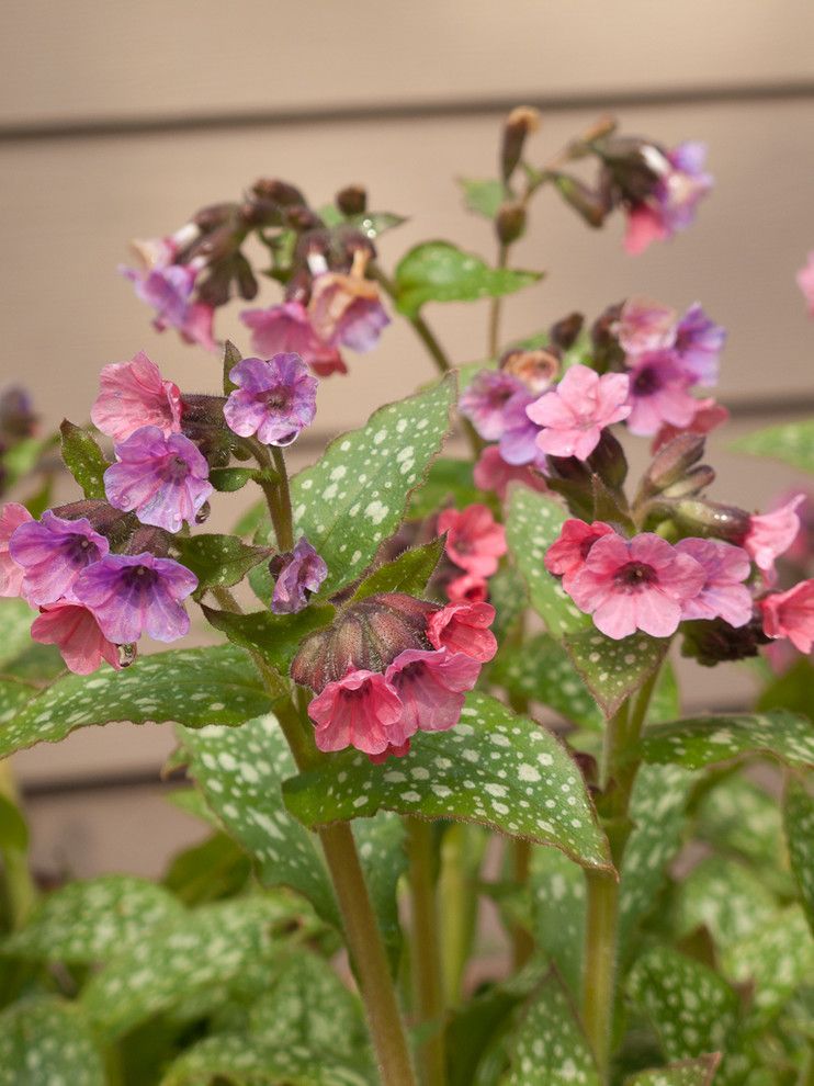 Lowes Sioux Falls for a Traditional Landscape with a Perennial and Great Design Plants by Le Jardinet