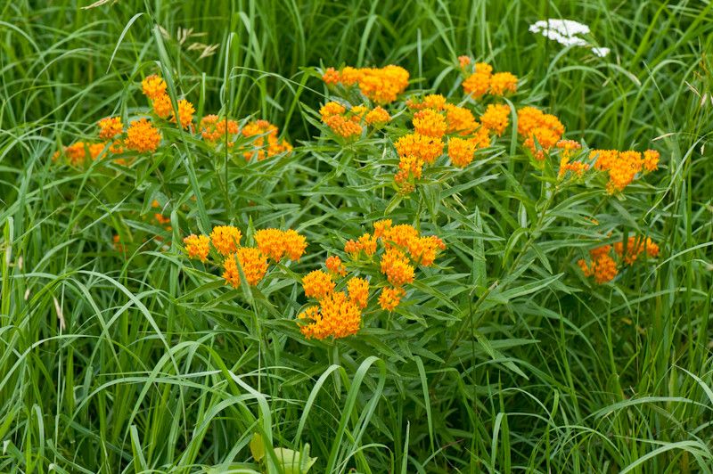 Lowes State College for a  Landscape with a  and Butterfly Milkweed by Holm Design & Consulting Llc