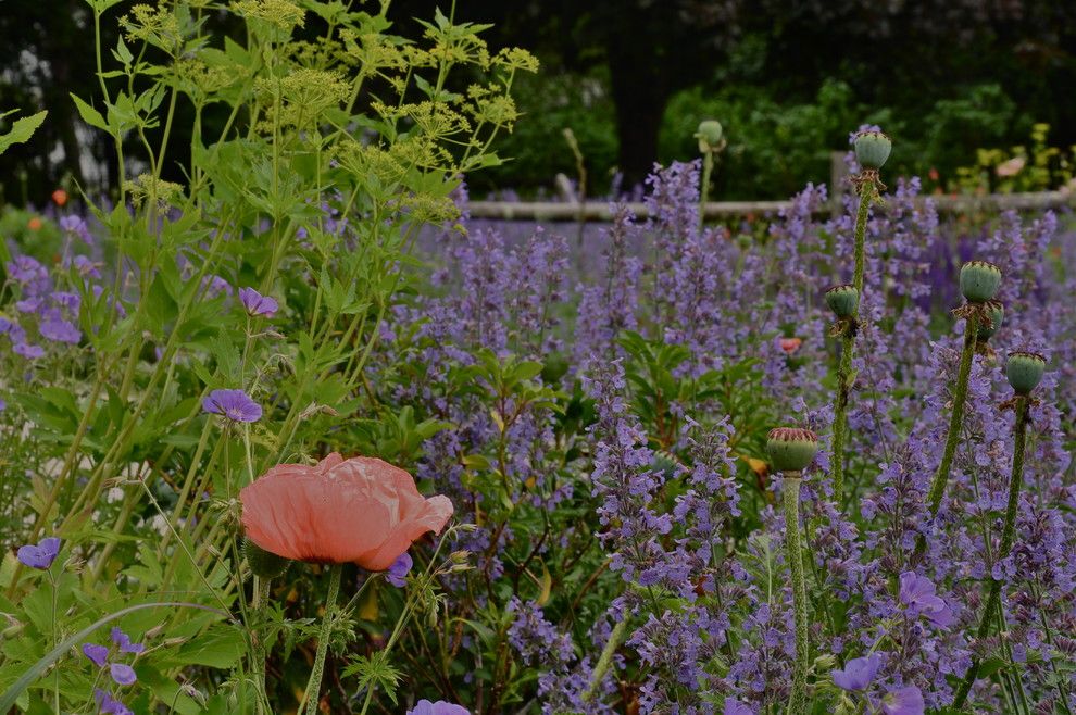 Lowes Twin Falls for a Contemporary Landscape with a Contemporary and Nepeta by Brian Maloney Design Associates