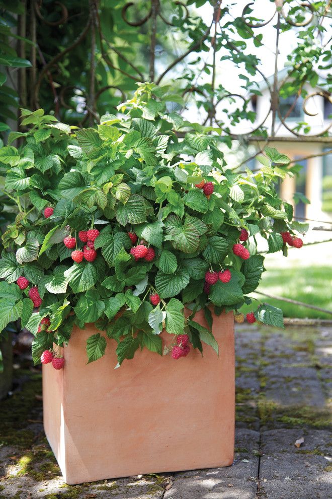 Osuna Nursery for a  Landscape with a Container and Brazelberries by Fall Creek Farm & Nursery, Inc.
