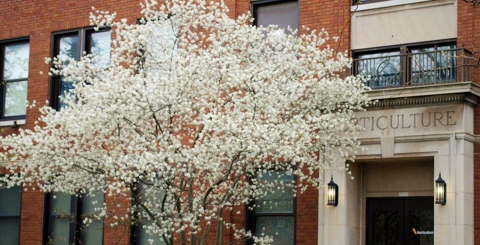 Osuna Nursery for a Traditional Landscape with a Garden Art and Plant of the Week — Serviceberry by Gardenart