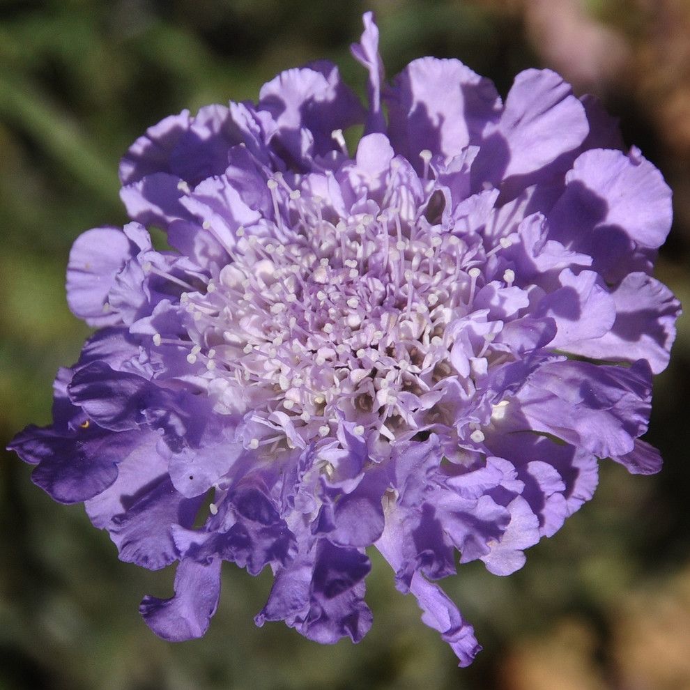 Osuna Nursery for a Traditional Landscape with a Traditional and Butterfly Blue Pincushion by Flickr.com