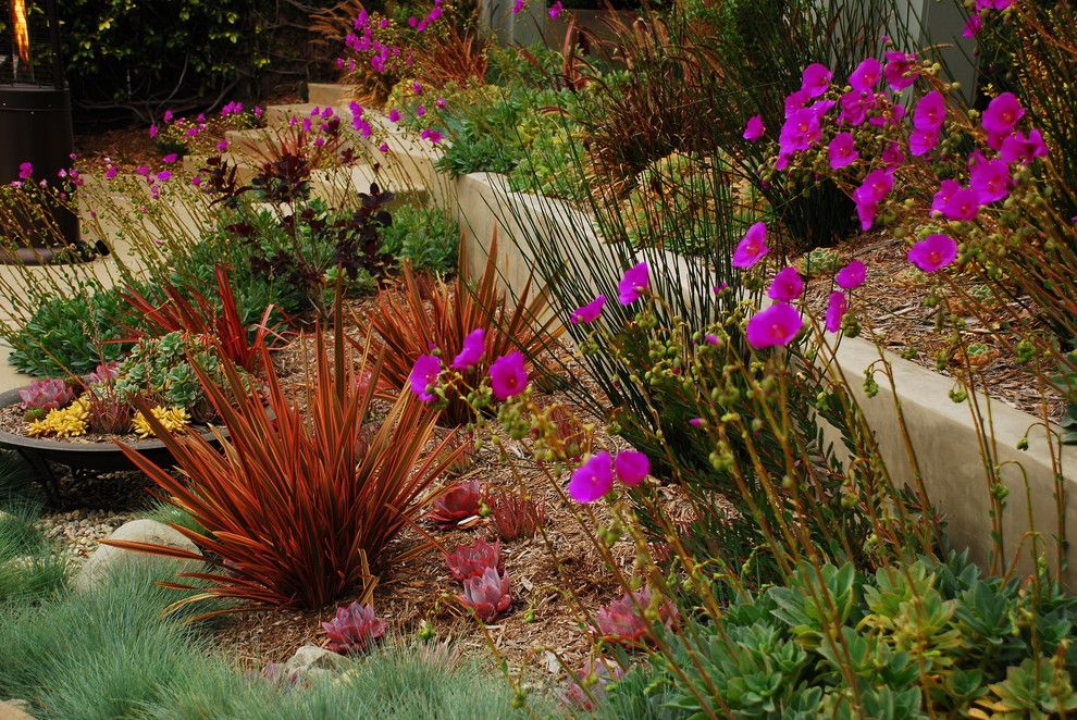 Phormium for a Modern Landscape with a Water Feature and Playa Del Rey, Ca Residence by Stout Design Build