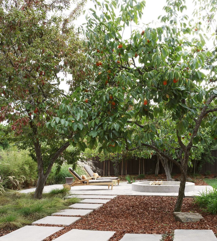 Texas Ranger Plant for a Contemporary Patio with a Orange Tree and Orchard by Arterra Landscape Architects