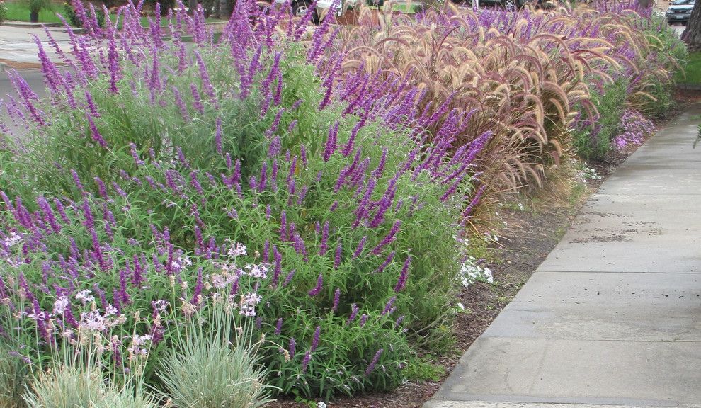 Texas Ranger Plant for a  Landscape with a Water Wise and Salvia 'Midnight' & Red Fountain Grass Replace Turf in This Parkway by Jean Marsh Design