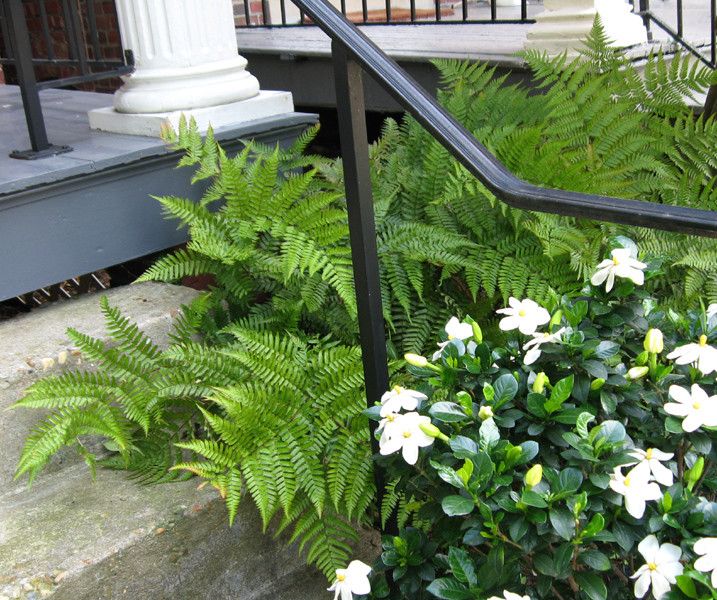 Tlc Landscaping for a Traditional Landscape with a Front Porch and Fragrant Front Steps by Gardens by Monit, Llc