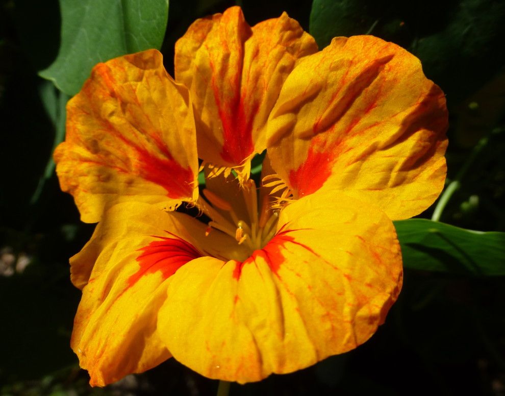 Waterwise Botanicals for a Eclectic Landscape with a Edible Nasturtium Still Blooming After S and Valley Backyard by Waterwise Landscapes Incorporated